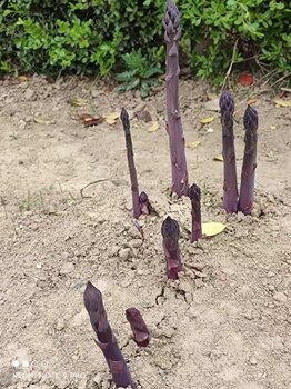康愛草-紫色蘆筍種子